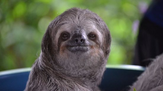 Além da fama de "preguiçoso", o bicho-preguiça esconde uma série de características surpreendentes (Imagem: aan03a | Shutterstock)