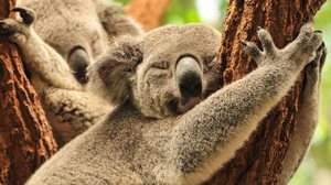 Além da fofura, os coalas têm características peculiares impressionantes (Imagem: Andras Deak | Shutterstock)