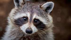 Os guaxinins são conhecidos  por sua fisionomia simpática e comportamentos divertidos (Imagem: Jeremy LANGLET | Shutterstock)