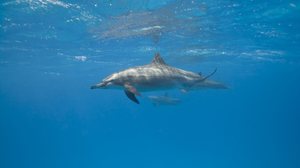 Ao longo da evolução, os animais desenvolveram estratégias únicas de descanso (Imagem: Anna segeren | Shutterstock)