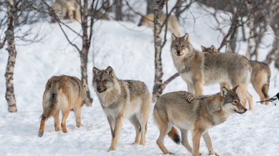 Ao longo da evolução, a necessidade de sobreviver fez com que muitos animais aperfeiçoassem as habilidades de caça (Imagem: Andrei Tomas | Shutterstock)