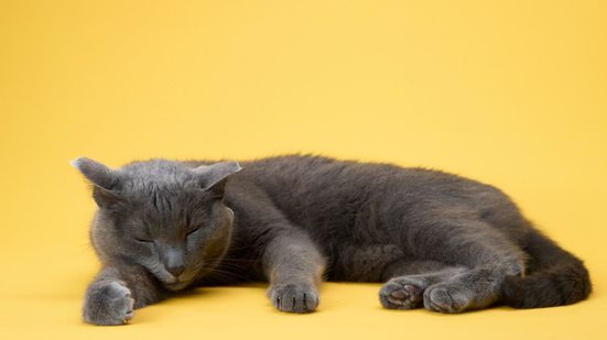 O sono dos gatos segue um padrão diferente de outros pets e está ligado aos seus ancestrais  (Imagem: Anna Averianova | Shutterstock)