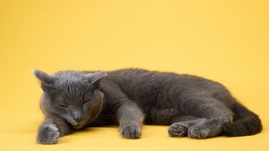 O sono dos gatos segue um padrão diferente de outros pets e está ligado aos seus ancestrais  (Imagem: Anna Averianova | Shutterstock)
