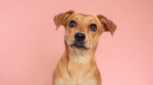 O vira-lata caramelo é um verdadeiro ícone da cultura nacional (Imagem: Jucadima
| Shutterstock)