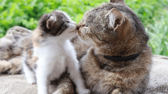 A apresentação entre os gatos deve acontecer de forma gradual, respeitando o tempo de adaptação de cada animal (Imagem: Natallia Ustsinava | Shutterstock)