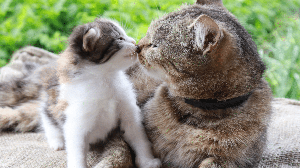 A apresentação entre os gatos deve acontecer de forma gradual, respeitando o tempo de adaptação de cada animal (Imagem: Natallia Ustsinava | Shutterstock)