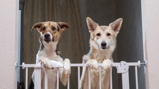 Ajustes simples e atenção aos detalhes tornam os ambientes mais seguros para os pets (Imagem: Alex Zotov | Shutterstock)