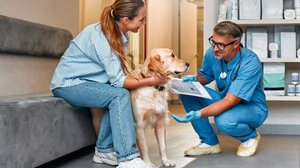 Escolher um bom veterinário é importante para a qualidade de vida do animal (Imagem: ORION PRODUCTION | Shutterstock)
