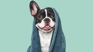 Estratégias tornam o momento do banho mais tranquilo e positivo para os cachorros (Imagem: SvetikovaV | Shutterstock)