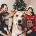Preparar os pets para receber visitas no Natal é fundamental para reduzir possíveis sinais de estresse e ansiedade (Imagem: Bogdan Sonjachnyj | Shutterstock)