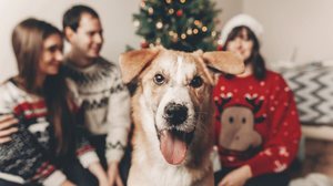 Preparar os pets para receber visitas no Natal é fundamental para reduzir possíveis sinais de estresse e ansiedade (Imagem: Bogdan Sonjachnyj | Shutterstock)