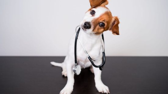 Cuidados simples com os pets ajudam a prevenir doenças (Imagem: eva_blanco | Shutterstock)