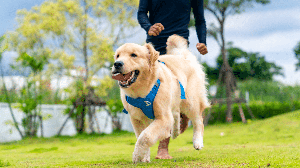 Observar o comportamento, a aparência física e os hábitos do cachorro no dia a dia é uma das formas mais simples de identificar se o pet está saudável (Imagem: CandyRetriever | Shutterstock)