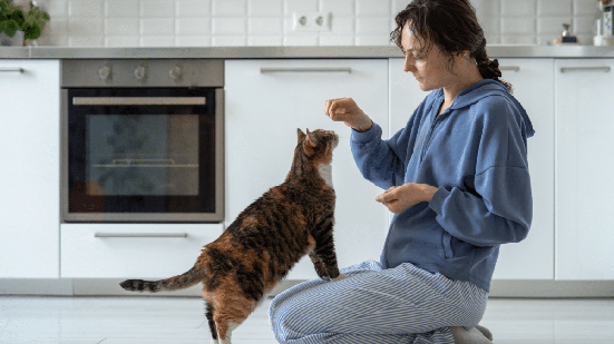 Estar atento a detalhes na rotina dos gatos ajuda a identificar possíveis alterações na saúde  (Imagem: yourphotopie | Shutterstock)