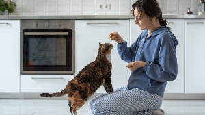 Estar atento a detalhes na rotina dos gatos ajuda a identificar possíveis alterações na saúde  (Imagem: yourphotopie | Shutterstock)