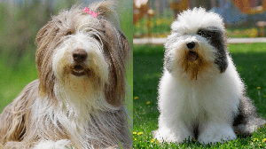 Apesar de algumas semelhanças, essas raças apresentam diferenças físicas e comportamentais (Imagem: Melounix e Smith_22 | Shutterstock)