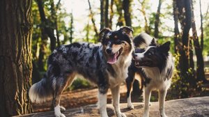 O pastor australiano e o border collie são visualmente parecidos, mas diferentes em vários outros aspectos (Imagem: JKiri | Shutterstock)