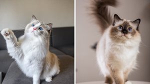 O ragdoll e o birmanês diferem em diversos aspectos (Imagens: OPM.D e Borkin Vadim | Shutterstock)