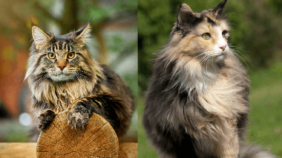 Existem diferenças entre o maine coon e o norueguês da floresta que os tornam únicos (Imagem: Konstantin Zaykov e Joanna22 | Shutterstock)