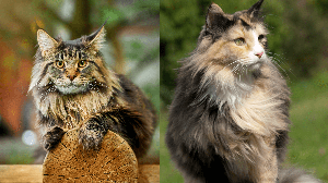 Existem diferenças entre o maine coon e o norueguês da floresta que os tornam únicos (Imagem: Konstantin Zaykov e Joanna22 | Shutterstock)