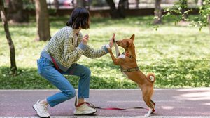 Um adestramento adequado exige paciência, constância e técnica (Imagem: Reshetnikov_art | Shutterstock)