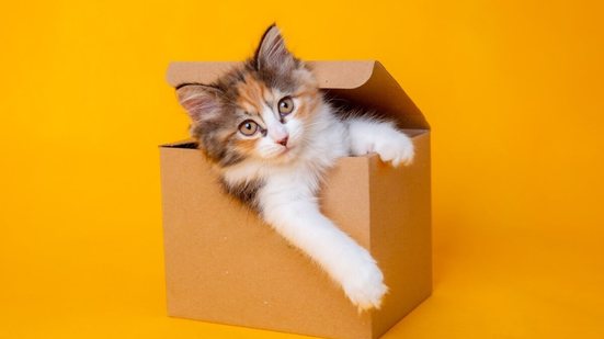 Além da sensação de aconchego e segurança, as caixas podem promover a saúde física e mental dos gatos (Imagem: OlesyaPogosskaya | Shutterstock)