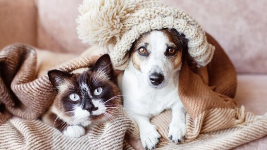 O inverno pode influenciar diretamente o apetite, o humor, a pele e o sistema imunológico dos pets (Imagem: Gladskikh Tatiana | Shutterstock)