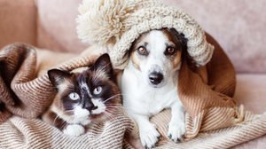 O inverno pode influenciar diretamente o apetite, o humor, a pele e o sistema imunológico dos pets (Imagem: Gladskikh Tatiana | Shutterstock)