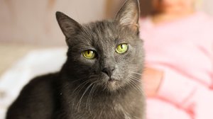 Com os cuidados adequados, é possível garantir bem-estar e saúde para os felinos na terceira idade (Imagem: evrymmnt | Shutterstock)