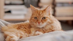 Embora seja mais comum em gatos idosos, a insuficiência renal também pode acometer animais jovens (Imagem: Konstantin Aksenov | Shutterstock)