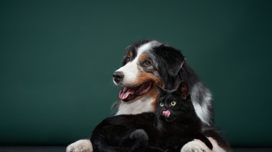 8 mitos que podem prejudicar a saúde do seu animal de estimação