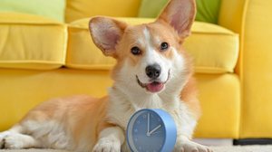 Criar uma rotina estável é essencial para a saúde física e emocional dos animais (Imagem: Pixel-Shot | Shutterstock)