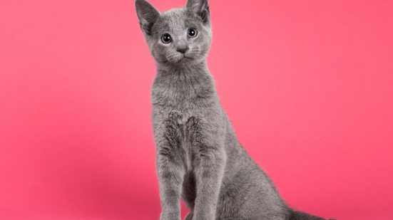 Os animes são a inspiração perfeita para tutores que buscam nomes únicos e cheios de significado (Imagem: Nynke van Holten | Shutterstock)