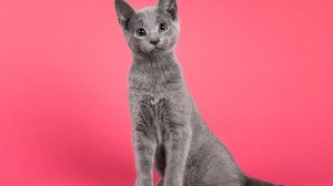 Os animes são a inspiração perfeita para tutores que buscam nomes únicos e cheios de significado (Imagem: Nynke van Holten | Shutterstock)