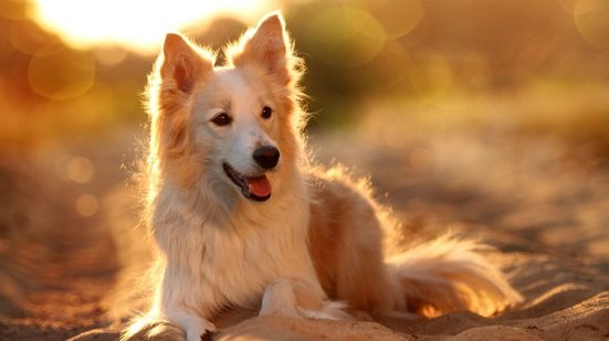 Nomes inspirados no Sistema Solar têm significados especiais que combinam com a personalidade dos pets (Imagem: Salyaeva Natalia | Shutterstock)