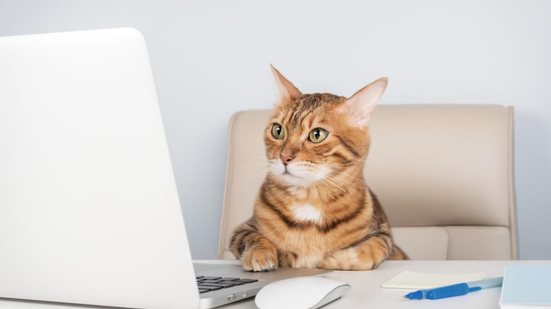 Os gatos curiosos geralmente gostam de explorar caixas e descobrir novos cantinhos dentro da casa (Imagem: Svetlana Rey | Shutterstock)