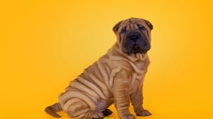 A pele enrugada dos cães exige cuidados específicos dos tutores (Imagem: Nynke van Holten | Shutterstock)