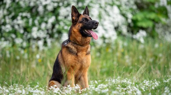 A Alemanha é berço de raças de cachorro populares em todo o mundo (Imagem: Mariya Kuzema | Shutterstock)