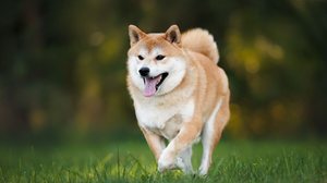 Além dos fatores externos, a genética também influencia a saúde dos cachorros (Imagem: otsphoto | Shutterstock)