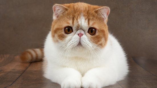 Apesar de o focinho curto ser considerado atraente, ele pode causar problemas respiratórios nos gatos (Imagem: Akifyeva S | Shutterstock)