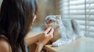 Certos gatos se destacam por serem mais dóceis (Imagem: oatawa | Shutterstock)