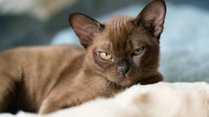 A inteligência é destaque entre algumas raças de gatos (Imagem: biggunsband | Shutterstock)