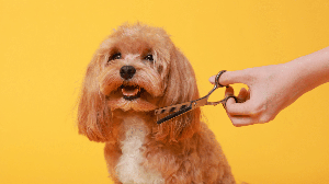 Antes de levar o cachorro para tosar,  é importante tomar algumas precauções para garantir que o procedimento seja seguro e confortável (Imagem: New Africa | Shutterstock)