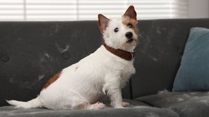 Ter pelos de animais pela casa é natural, mas alguns cuidados simples podem ajudar a reduzi-los (Imagem: New Africa | Shutterstock)