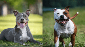 O pitbull e o american staffordshire terrier são cachorros diferentes (Imagem: GoDog Photo e Eve Photography | Shutterstock)