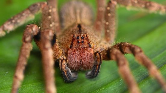 Os animais invertebrados podem ser encontrados em praticamente todos os ecossistemas (Imagem: Tobias Hauke | Shutterstock)