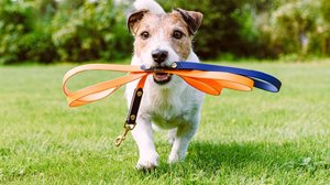 A coleira e a guia mantêm a segurança e a tranquilidade durante o passeio (Imagem: alexei_tm | Shutterstock)