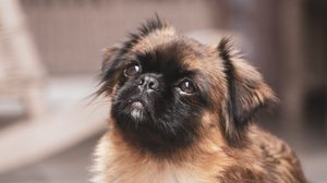 Os cachorros com focinho curto são adoráveis, mas exigem cuidados específicos (Imagem: Wirestock Creators | Shutterstock)