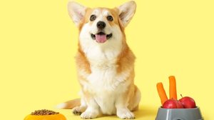 Alguns sabores costumam agradar ao paladar dos cachorros (Imagem: Pixel-Shot | Shutterstock)