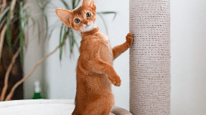 "A Casa do Dragão" pode ser uma ótima fonte de inspiração de nomes para gatos (Imagem: Nataliabiruk | Shutterstock)
